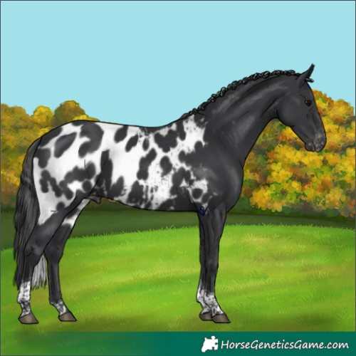 Horse Color:Black Tobiano Skewed Appaloosa