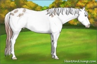 Horse Color:Classic Champagne Roan Splash Appaloosa