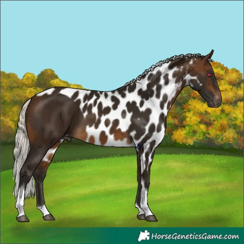 Horse Color:Gray Silver Buckskin Tobiano Skewed Appaloosa