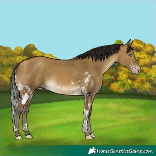Horse Color:Gray Sable Cream Champagne Dun Tobiano Skewed Appaloosa Rabicano 