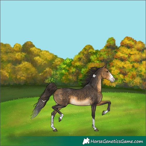 Horse Color:Unknown 