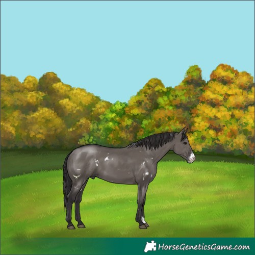 Horse Color:White Spotted Smoky Grullo Sabino Rabicano 