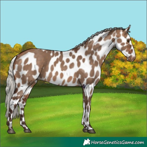 Horse Color:Silver Brown Dun Skewed LP Spotted 