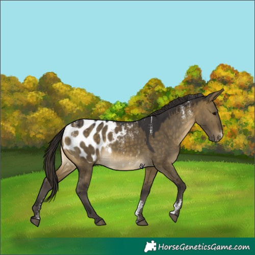Horse Color:Powder White Buckskin Dun Blanket 