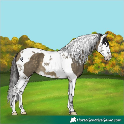 Horse Color:Buckskin Dun Splash Tobiano 