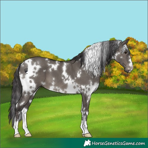 Horse Color:White Spotted Smoky Grullo 