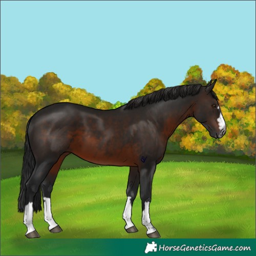 Horse Color:Gray Brown