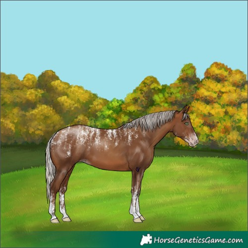 Horse Color:Powder White Gray Silver Sable Champagne 