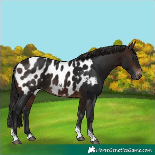 Horse Color:Gray Bay Tobiano Appaloosa 