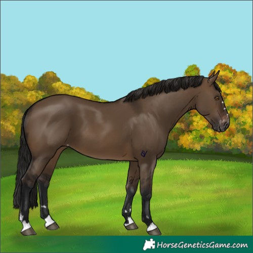 Horse Color:Gray Brown Dun Appaloosa