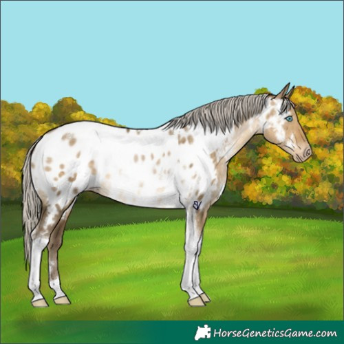 Horse Color:Gray White Spotted Silver Buckskin Pearl Dun Tobiano Appaloosa