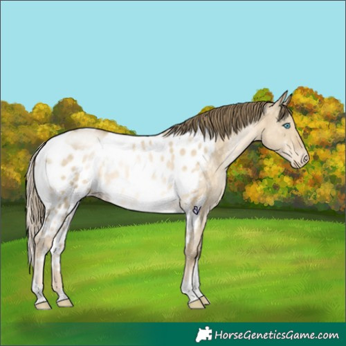 Horse Color:White Spotted Buckskin Pearl Dun Tobiano Skewed Appaloosa 