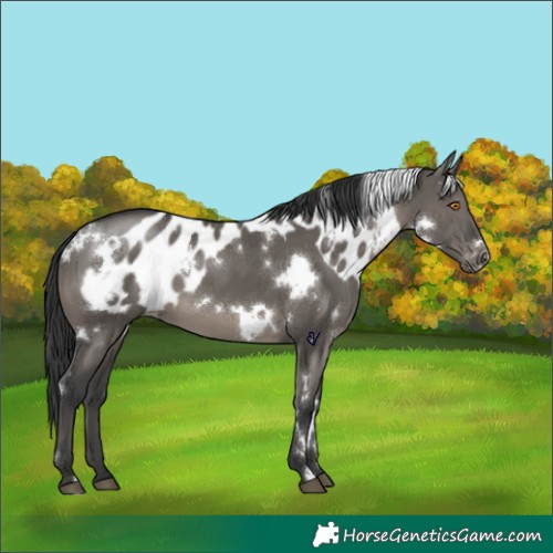 Horse Color:White Spotted Grullo Skewed Appaloosa