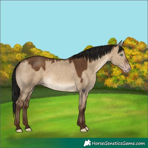 Horse Color:Gray Sable Champagne Dun