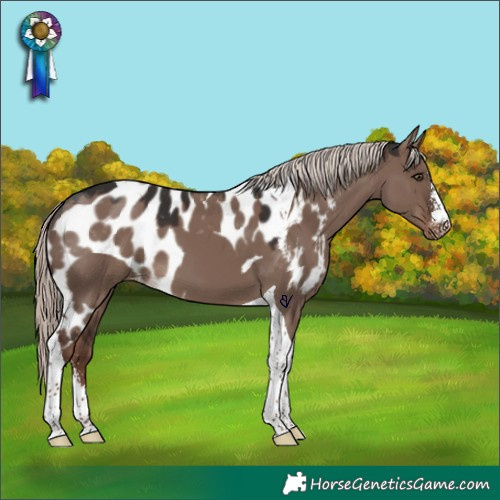 Horse Color:Liver Red Dun Mushroom Sabino Tobiano Skewed Appaloosa