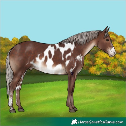 Horse Color:Chocolate Silver Brown Sabino Skewed Appaloosa