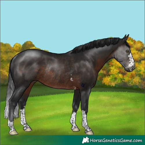 Horse Color:Gray Brown Rabicano