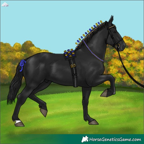 Horse Color:Gray Black