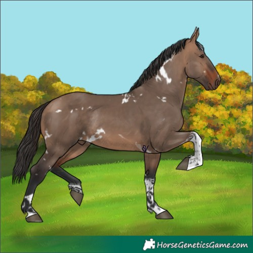 Horse Color:White Spotted Bay Dun Tobiano Rabicano