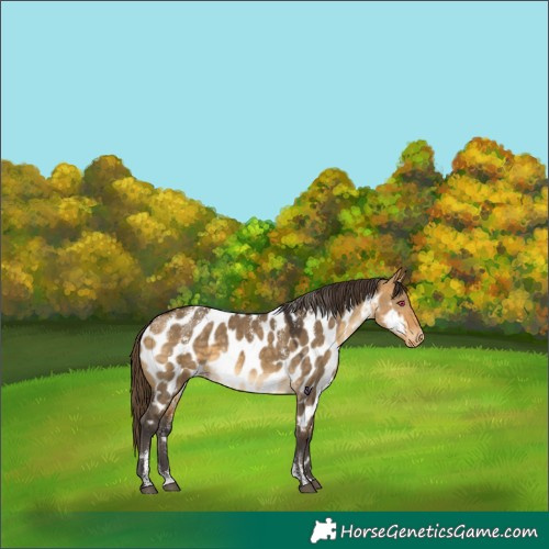 Horse Color:Powder White Buckskin Dun Appaloosa 