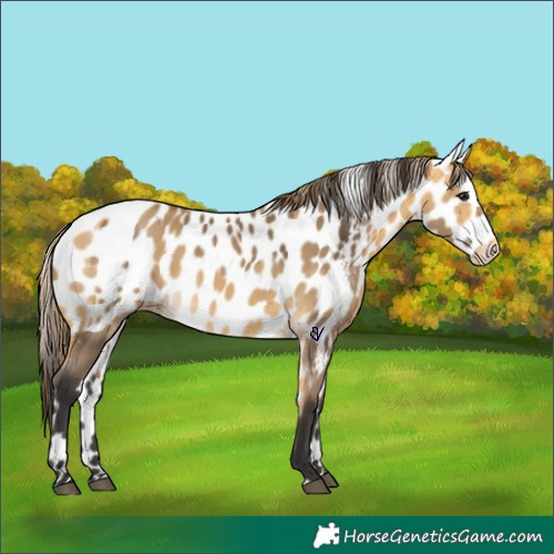 Horse Color:Buckskin Near Leopard and Buckskin Dun Leopard