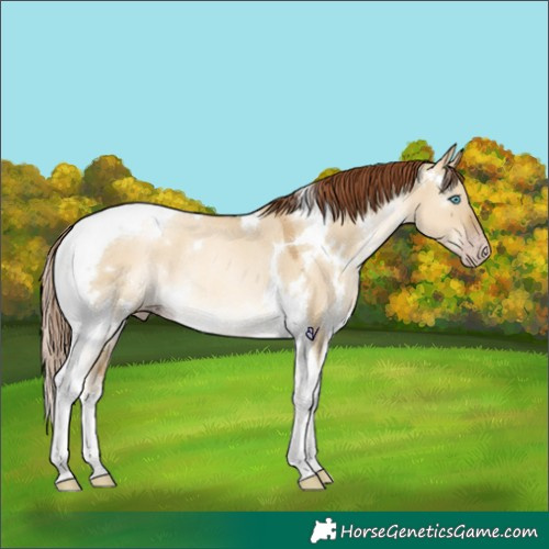 Horse Color:Gray White Spotted Sable Cream Champagne Pearl Dun Tobiano Rabicano