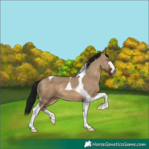 Horse Color:Gray Brown Dun Tobiano