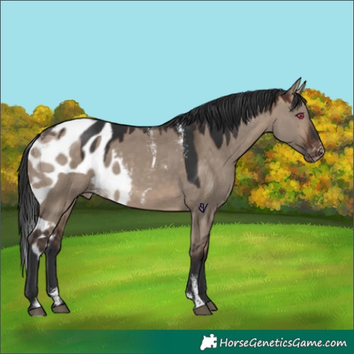Horse Color:Powder White Bay Dun Skewed Appaloosa Rabicano 