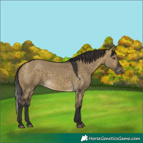 Horse Color:Buckskin Dun Appaloosa 