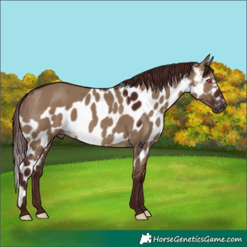 Horse Color:Gray Chocolate Brown Dun Skewed Appaloosa Rabicano
