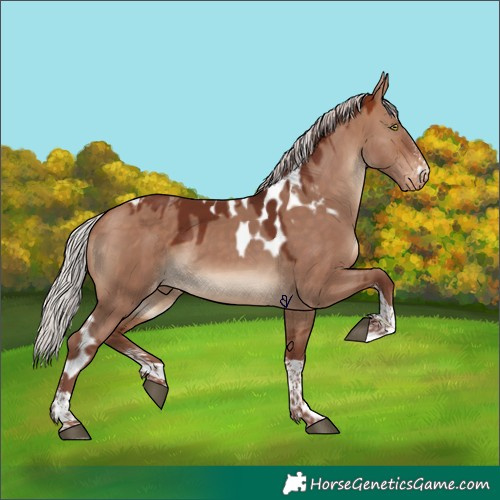 Horse Color:Chocolate Silver Bay Dun Sabino Tobiano Skewed Appaloosa