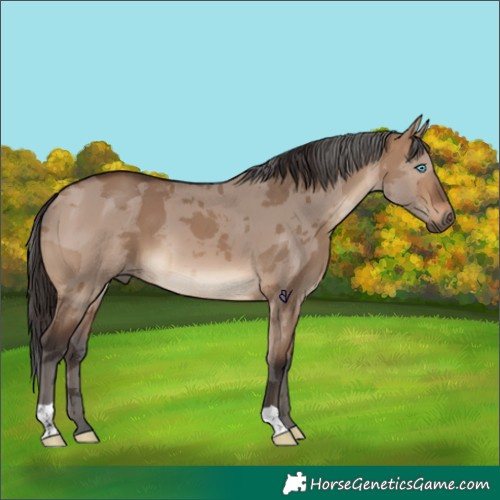 Horse Color:Brown Dun Merle