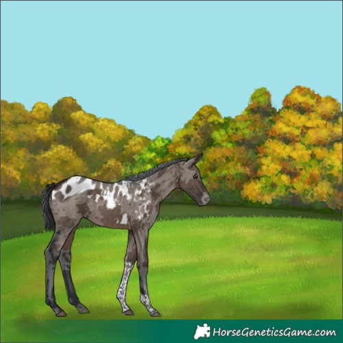 Horse Color:Brown Dun Merle Tobiano Skewed Appaloosa 