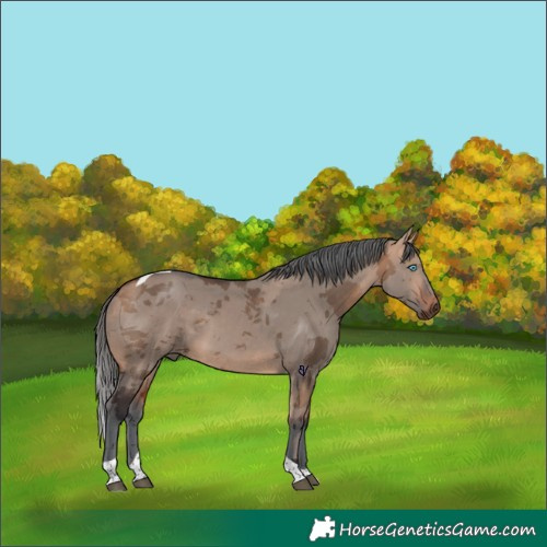 Horse Color:Bay Dun Merle Tobiano 