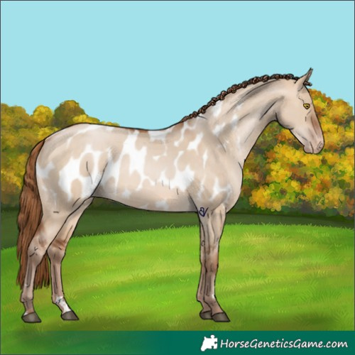 Horse Color:Brown Pearl Dun Appaloosa