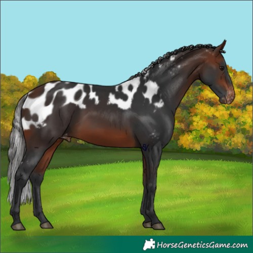 Horse Color:Bay Skewed Appaloosa