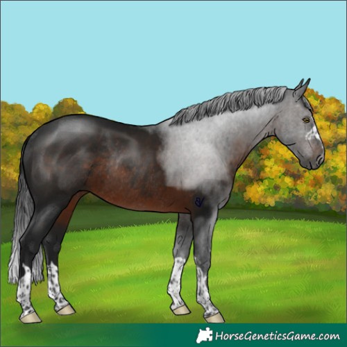Horse Color:Gray Brown Rabicano 
