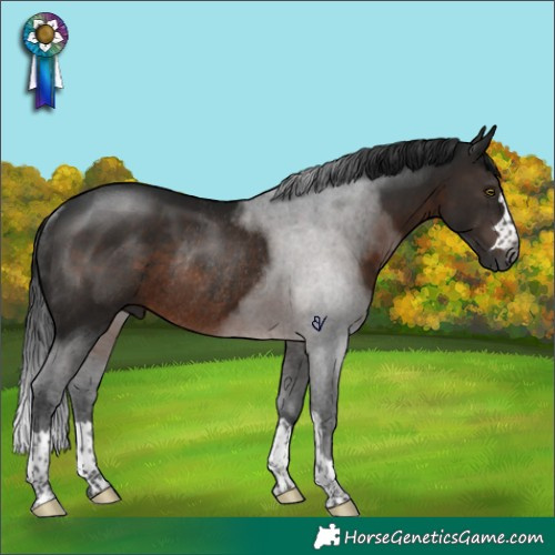 Horse Color:Gray Brown Rabicano 