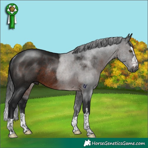Horse Color:Gray Brown Rabicano