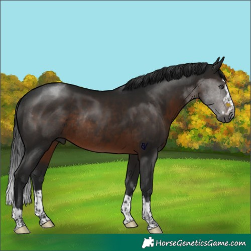 Horse Color:Gray Brown Rabicano