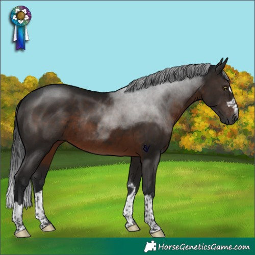 Horse Color:Gray Brown Rabicano 