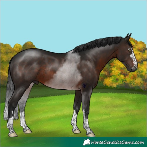 Horse Color:Gray Brown Rabicano