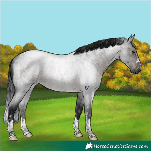 Horse Color:Gray Brown Roan Rabicano 
