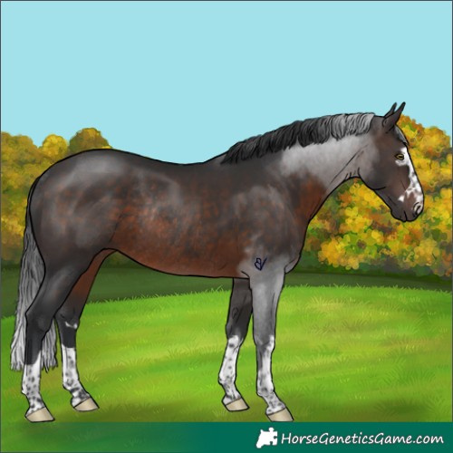 Horse Color:Brown Rabicano