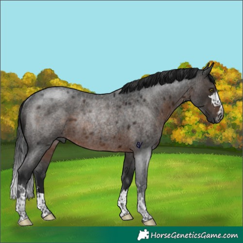 Horse Color:Gray Brown Roan Rabicano