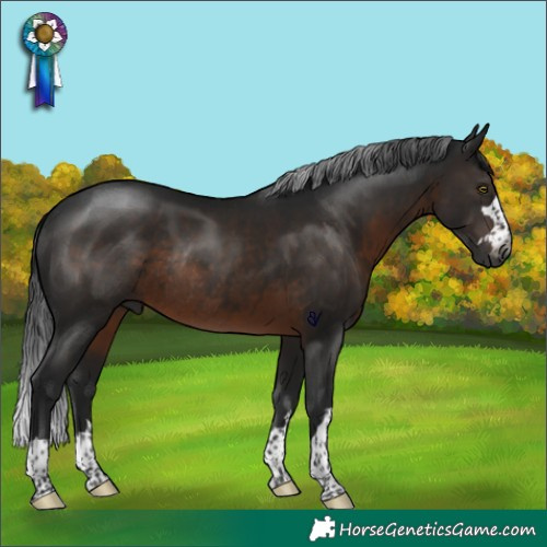 Horse Color:Gray Brown Rabicano 