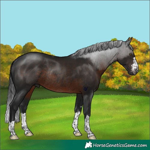 Horse Color:Gray Brown Rabicano 
