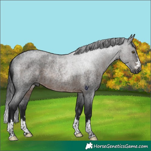 Horse Color:Gray Brown Roan Rabicano