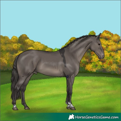 Horse Color:Smoky Grullo Tobiano Skewed Appaloosa 