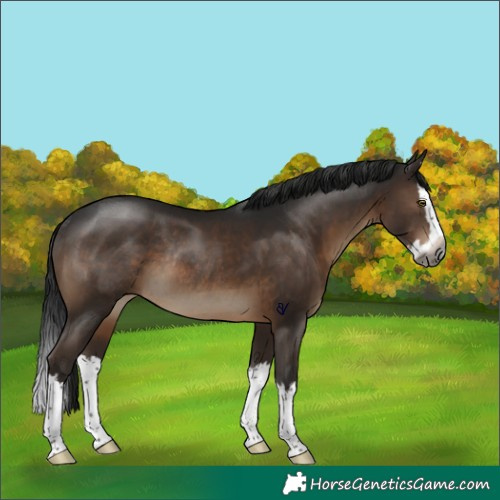 Horse Color:Gray Brown Splash Rabicano 